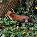 A curious fox at Greenwich Park